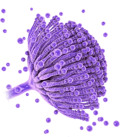 Ilustração de Aspergillus