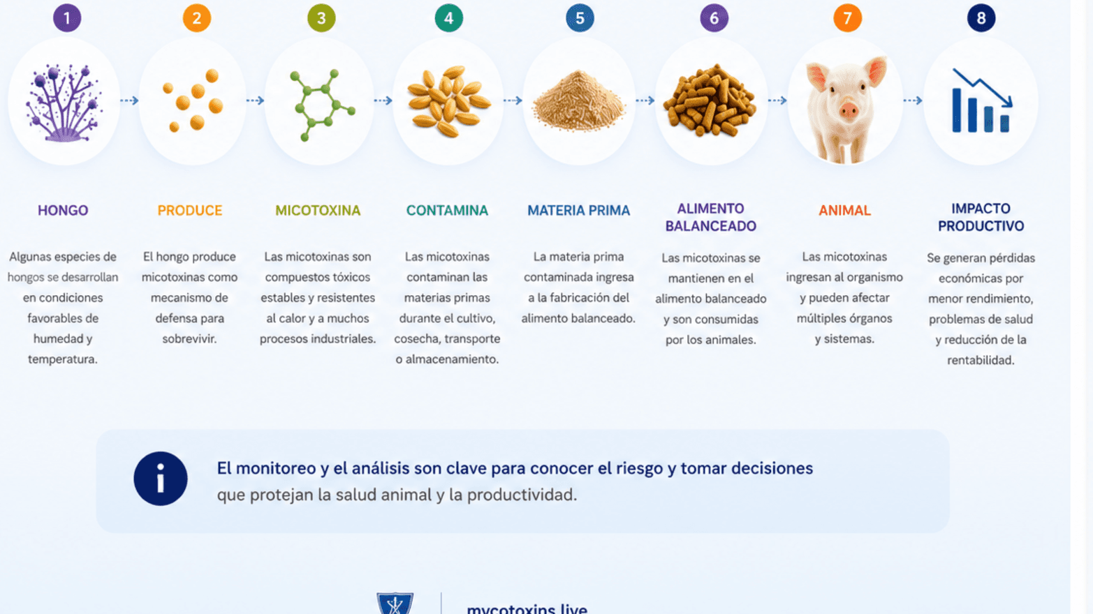 Cadeia de impacto das micotoxinas na produção animal, do fungo ao impacto produtivo.