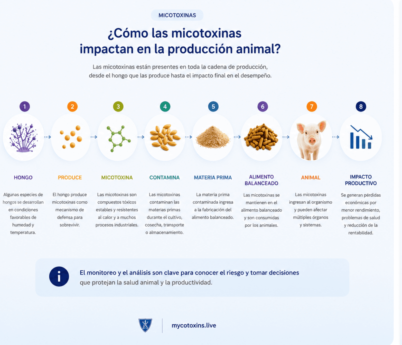 Infographic: how mycotoxins impact animal production across eight stages.